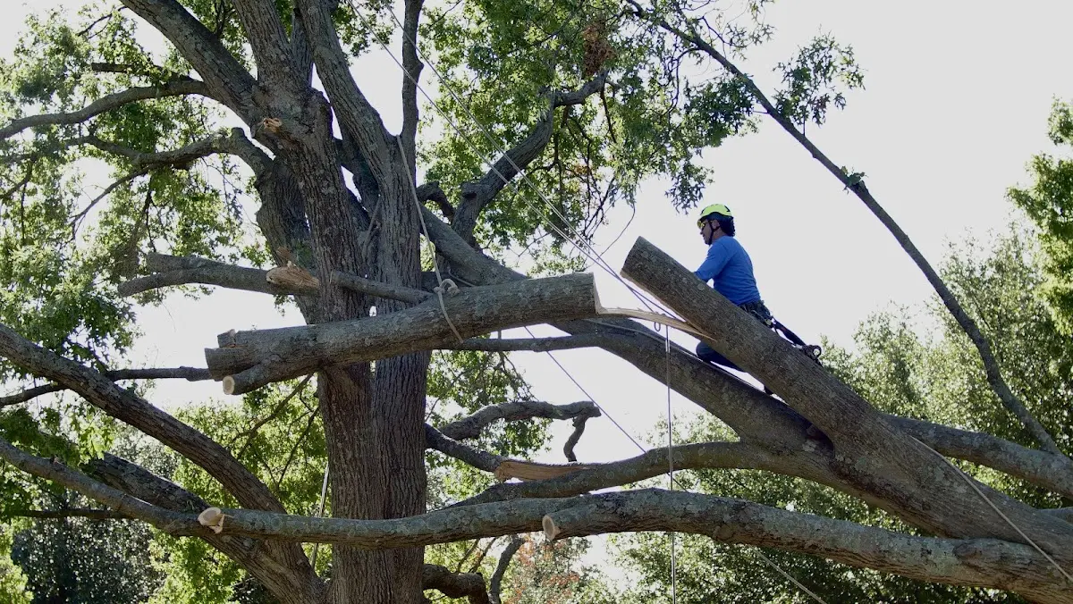 Professional Hazardous Tree Removal performed by certified arborists in Mecca